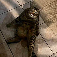 Simba participe au concours pour gagner de l'argent avec cette photo : animal, cat, cute, domestic, feline, floor, funny, home, indoor, legs_spread, pet, playful, relaxed, rug, sitting, surprised, tabby, tile, whiskers, wide_eyes