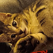 Gunner joined the competition — help win amazing prizes! animal, cat, close_up, cozy, cute, ears, eyes, face, fur, indoor, kitten, lying_down, muzzle, paw, pet, relaxed, soft, tabby, whiskers, young
