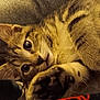 animal, cat, close_up, cozy, cute, ears, eyes, face, fur, indoor, kitten, lying_down, muzzle, paw, pet, relaxed, soft, tabby, whiskers, young