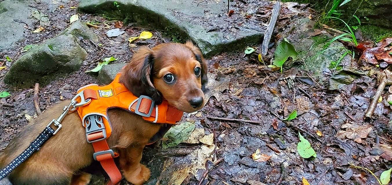 Mobi joined the competition — help win amazing prizes! alpine_dachsbracke, bavarian_mountain_hound, canidae, carnivore, companion_dog, dachshund, dog, dog_breed, fawn, hunting_dog, serbian_hound, snout, tyrolean_hound, westphalian_dachsbracke