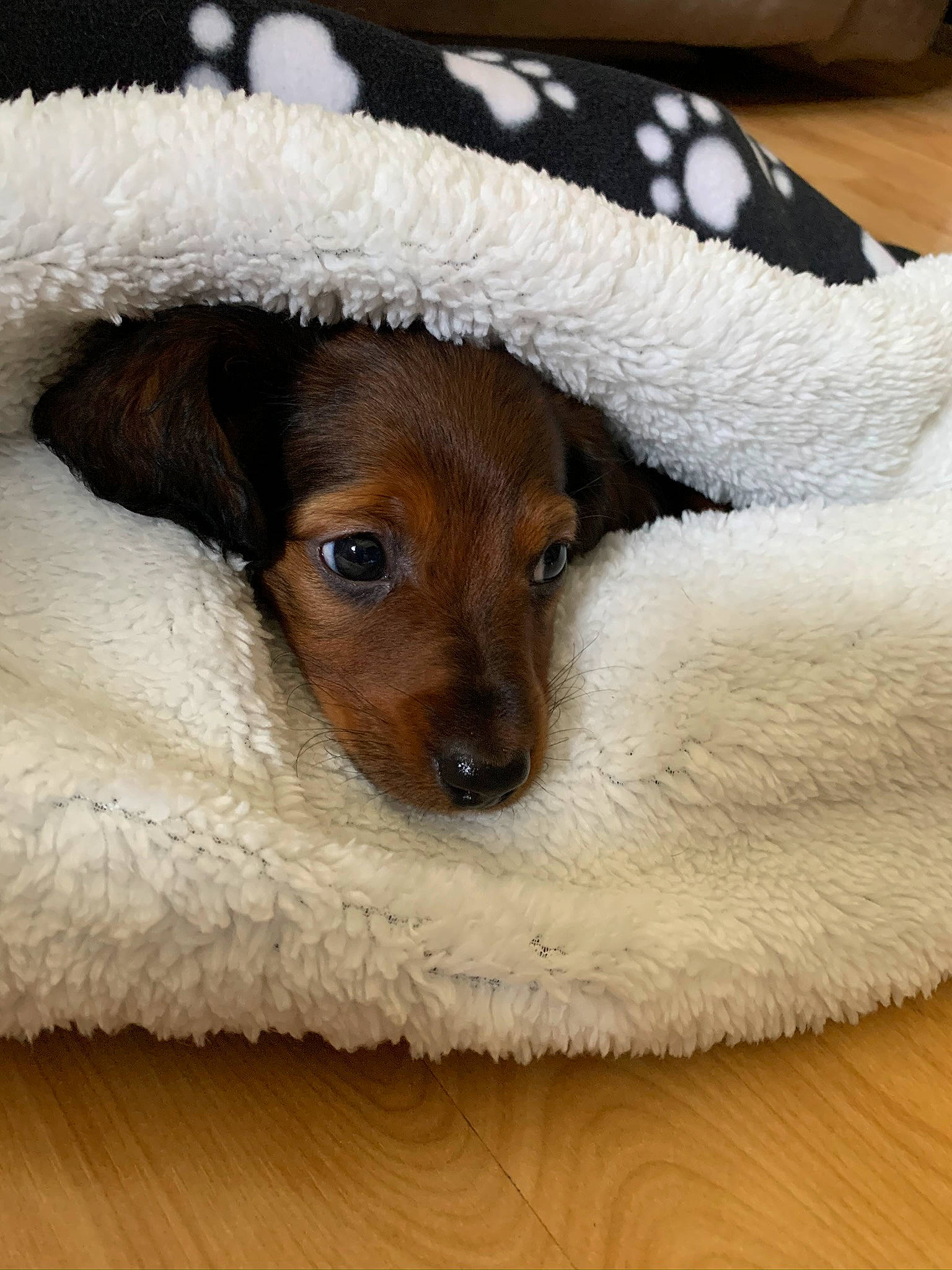 Mobi is registered to the contest to win money with this photo: canidae, carnivore, companion_dog, dachshund, dog, dog_bed, dog_breed, fawn, fox_terrier, fur, puppy, snout