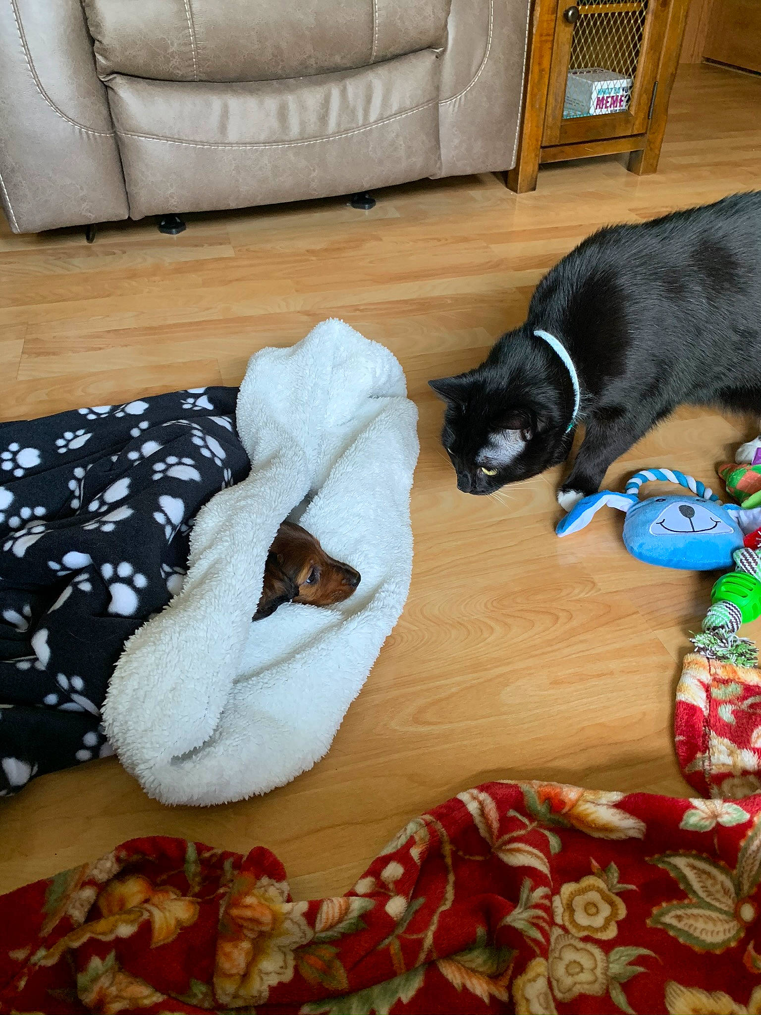 Mobi joined the competition — help win amazing prizes! canidae, carnivore, cat, dog, dog_breed, felidae, small_to_medium_sized_cats, sporting_group, tail