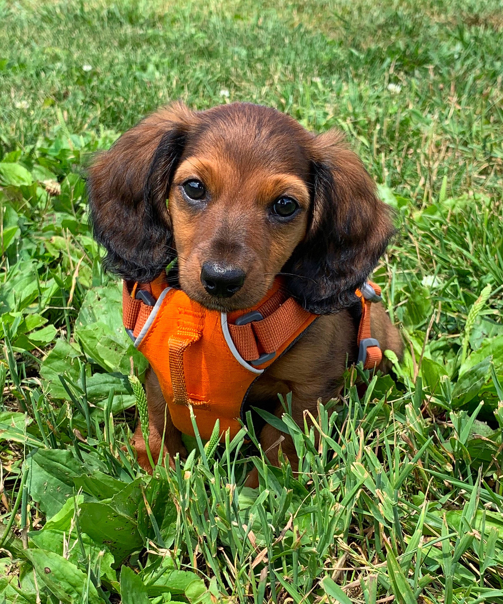 Mobi is registered to the contest to win money with this photo: alpine_dachsbracke, bavarian_mountain_hound, canidae, carnivore, companion_dog, dachshund, dog, dog_breed, fawn, grass, hanover_hound, hunting_dog, mammal, polish_hound, puppy, rare_breed_dog, snout, sporting_group, tyrolean_hound, westphalian_dachsbracke
