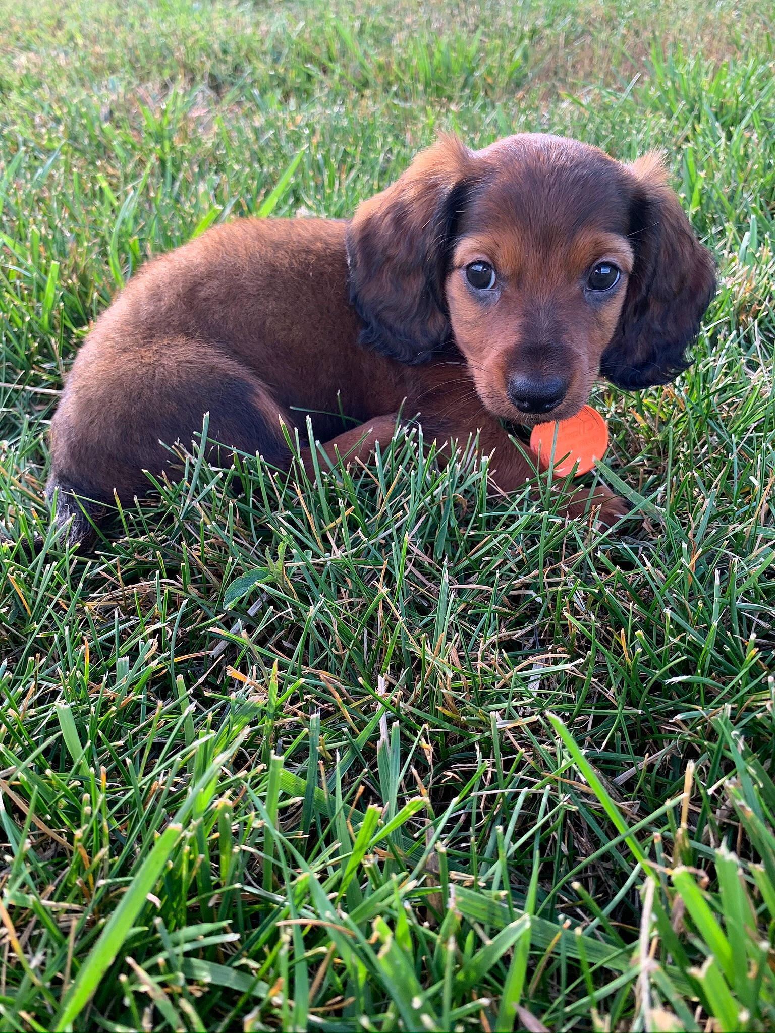 Mobi joined the competition — help win amazing prizes! alpine_dachsbracke, beagador, canidae, carnivore, companion_dog, dachshund, dog, dog_breed, fawn, grass, hunting_dog, liver, mammal, puppy, sporting_group, styrian_coarse_haired_hound, vertebrate