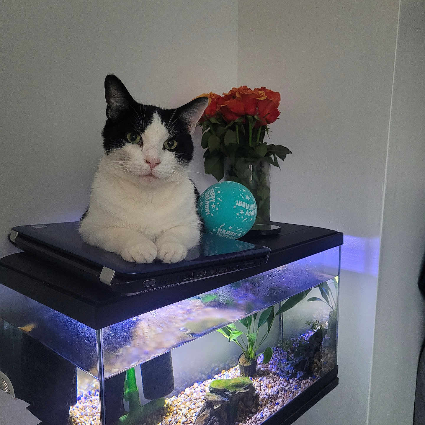 Husky is registered to the contest to win money with this photo: animal, aquarium, cat, computer, computerhardware, electronics, fish, flower, flowerarrangement, flowerbouquet, hardware, laptop, monitor, pc, pet, plant, rose, sealife, sphere, water