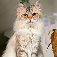 Shoto a rejoint le concours — aidez-le/la à gagner de superbes lots ! cat, fluffy, blue_eyes, indoor, pet, feline, sitting, close_up, portrait, fur, whiskers, animal, cute, domestic, soft_light, houseplant, cozy, relaxed, curious, tabby