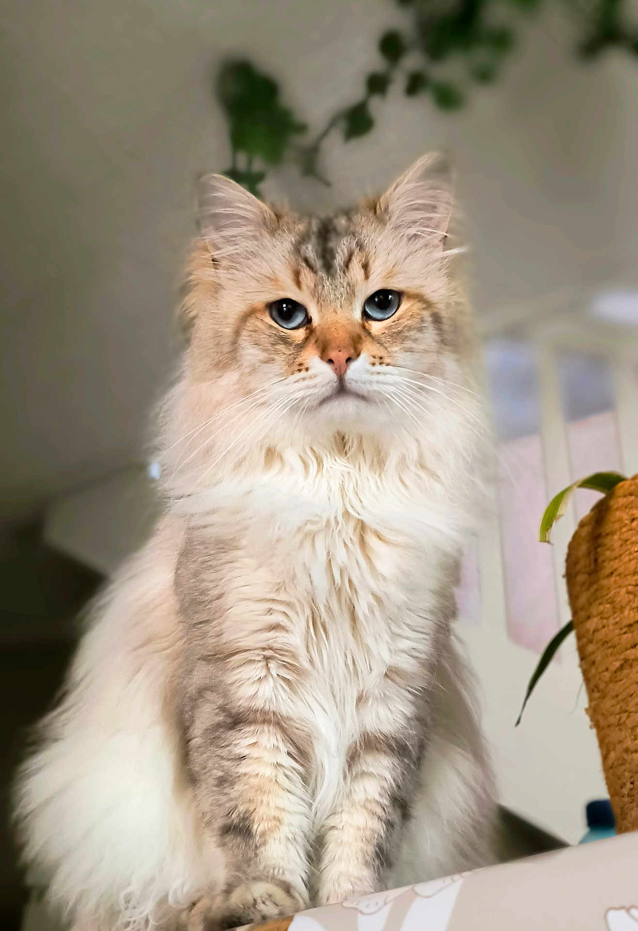 Shoto a rejoint le concours — aidez-le/la à gagner de superbes lots ! cat, fluffy, blue_eyes, indoor, pet, feline, sitting, close_up, portrait, fur, whiskers, animal, cute, domestic, soft_light, houseplant, cozy, relaxed, curious, tabby