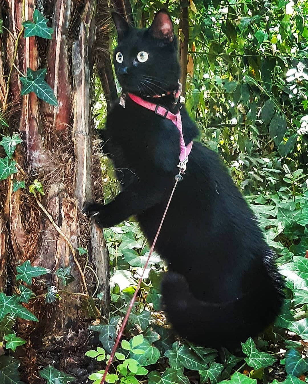 Nami a rejoint le concours — aidez-le/la à gagner de superbes lots ! black_cat, carnivore, cat, collar, domestic_short_haired_cat, felidae, fur, grass, jungle, organism, plant, shrub, sitting, small_to_medium_sized_cats, tail, terrestrial_animal, terrestrial_plant, tree, whiskers, wildlife