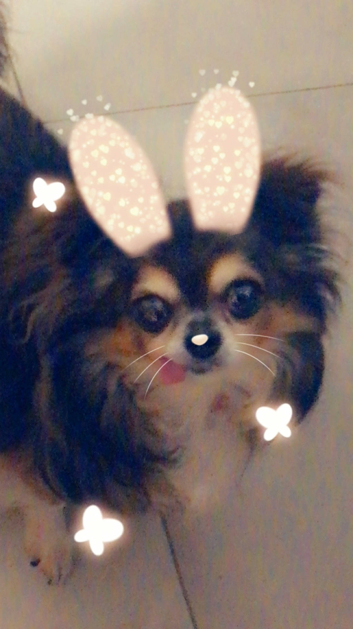 Lenny participe au concours pour gagner de l'argent avec cette photo : art, canidae, carnivore, companion_dog, dog, dog_breed, ear, electric_blue, fashion_accessory, fawn, fur, liver, papillon, snout, sporting_group, tail, terrestrial_animal, toy_dog, whiskers, working_animal