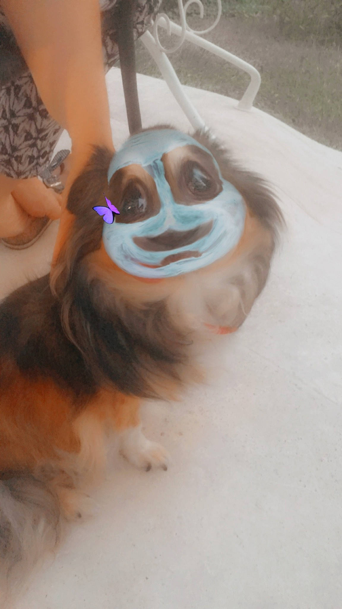 Lenny a rejoint le concours — aidez-le/la à gagner de superbes lots ! cap, companion_dog, dog_breed, eye, eyewear, fawn, fun, fur, goggles, happy, hat, nose, personal_protective_equipment, plush, primate, snout, stuffed_toy, toy, vision_care, whiskers