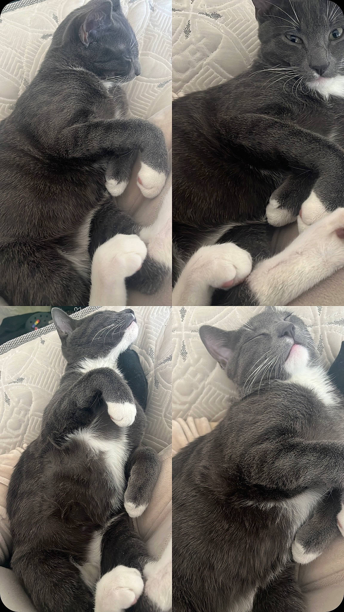 Terror is registered to the contest to win money with this photo: carnivore, cat, comfort, companion_dog, dog_breed, ear, felidae, fur, gesture, grey, mammal, monochrome_photography, photograph, small_to_medium_sized_cats, snout, sporting_group, tail, vertebrate, whiskers, white