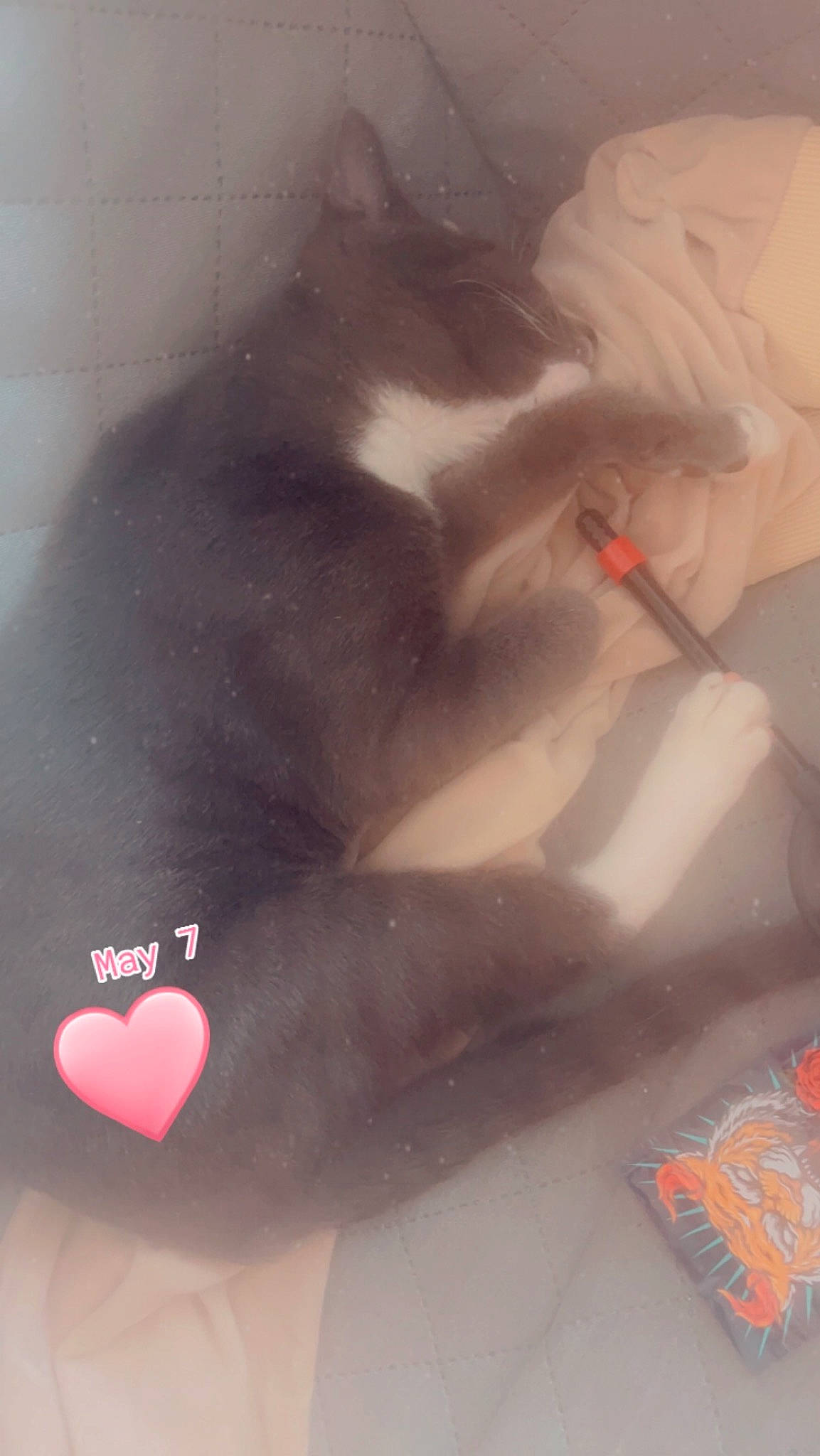 Terror is registered to the contest to win money with this photo: automotive_design, carmine, felidae, flesh, flooring, font, foot, fur, grey, human_body, illustration, magenta, nail, paper, paw, petal, small_to_medium_sized_cats, tail, visual_arts, whiskers