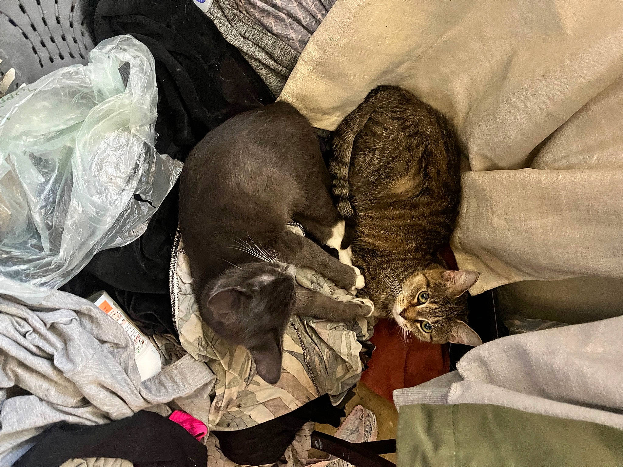 Terror joined the competition — help win amazing prizes! claw, comfort, feather, felidae, fur, grey, hat, nap, paw, plastic_bag, reptile, small_to_medium_sized_cats, sporting_group, tail, terrestrial_animal, turkey, working_animal, wrinkle