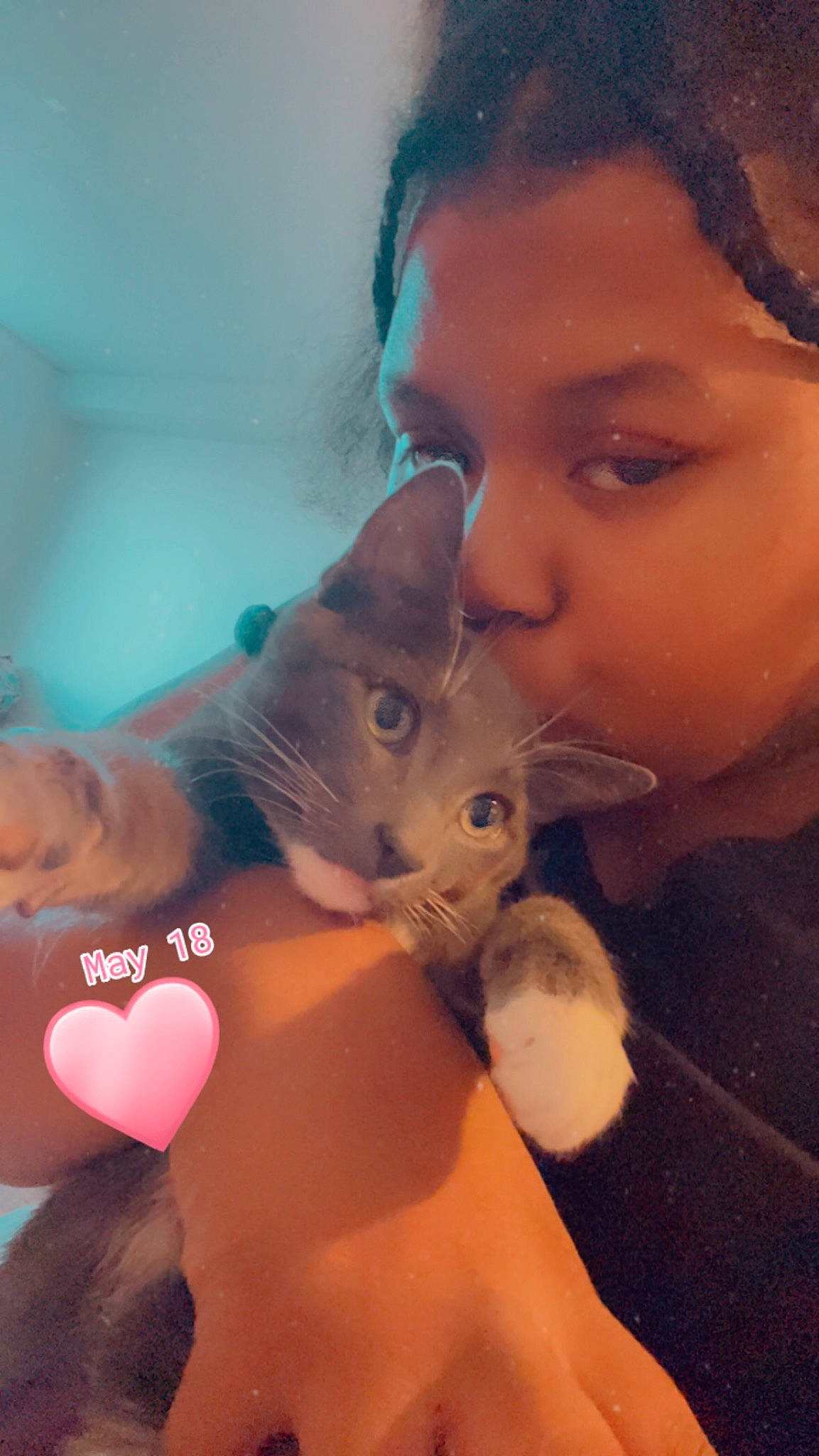 Terror joined the competition — help win amazing prizes! black_hair, carnivore, cat, comfort, ear, eyebrow, eyelash, felidae, finger, gesture, happy, jaw, long_hair, mouth, neck, nose, skin, small_to_medium_sized_cats, snout, whiskers