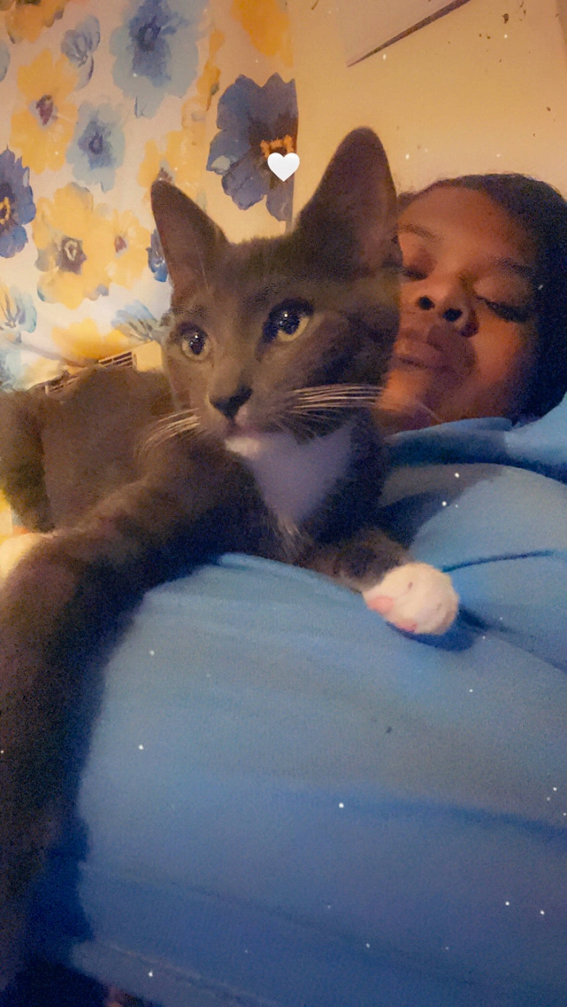 Terror is registered to the contest to win money with this photo: carnivore, cat, domestic_short_haired_cat, electric_blue, eye, felidae, fur, gesture, hand, happy, head, iris, mammal, paw, sitting, small_to_medium_sized_cats, snout, tail, vertebrate, whiskers