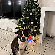 Ulio participe au concours pour gagner de l'argent avec cette photo : animal, black_and_white, christmas, christmas_tree, companion, cute, decor, dog, festive, furniture, holiday, home, indoor, lights, modern, ornaments, pet, sitting, television, tile_floor