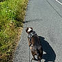 Ulio participe au concours pour gagner de l'argent avec cette photo : dog, leash, harness, asphalt, road, shadow, grass, wildflowers, outdoor, daylight, walking, pet, animal, black_and_white, canine, nature, summer, sunny, pavement, sidewalk