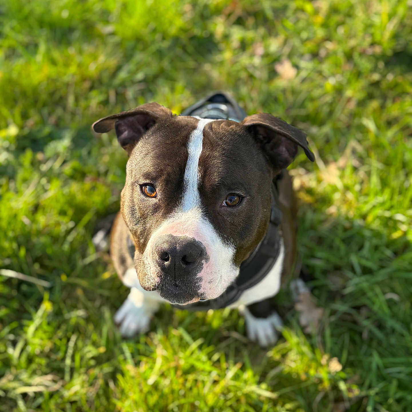 Ulio participe au concours pour gagner de l'argent avec cette photo : animal, brown, canine, collar, cute, daytime, dog, ears, eyes, fur, grass, looking_up, nature, outdoor, park, pet, portrait, snout, sunlight, white