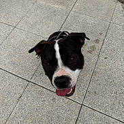 Ulio participe au concours pour gagner de l'argent avec cette photo : dog, black_and_white, canine, pet, tongue_out, looking_up, floor, tile, outdoor, happy, ears, snout, collar, playful, animal, friendly, closeup, muzzle, expression, companion