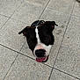 dog, black_and_white, canine, pet, tongue_out, looking_up, floor, tile, outdoor, happy, ears, snout, collar, playful, animal, friendly, closeup, muzzle, expression, companion