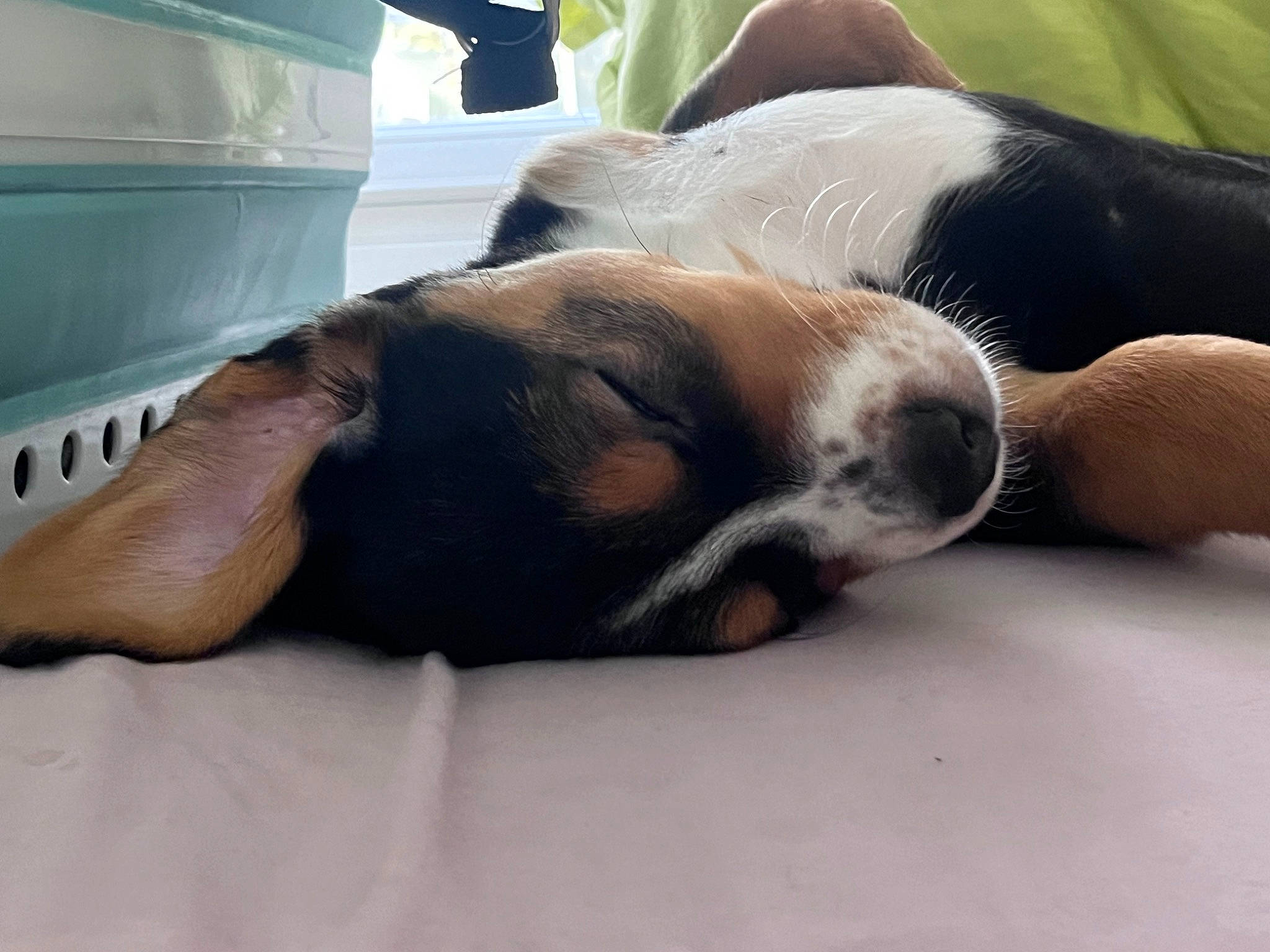 Rockette participe au concours pour gagner de l'argent avec cette photo : bored, canidae, carnivore, comfort, companion_dog, dog, dog_breed, ear, fawn, nap, paw, puppy, scent_hound, service, sleep, snout, sporting_group, terrestrial_animal, whiskers, working_animal