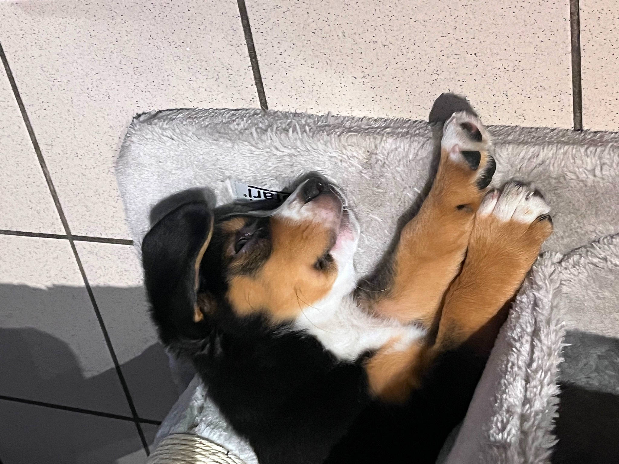 Rockette participe au concours pour gagner de l'argent avec cette photo : beagle, canidae, carnivore, comfort, companion_dog, dog, dog_breed, fawn, finnish_hound, fur, guard_dog, hound, paw, pet_supply, scent_hound, snout, sporting_group, tail, whiskers, working_animal