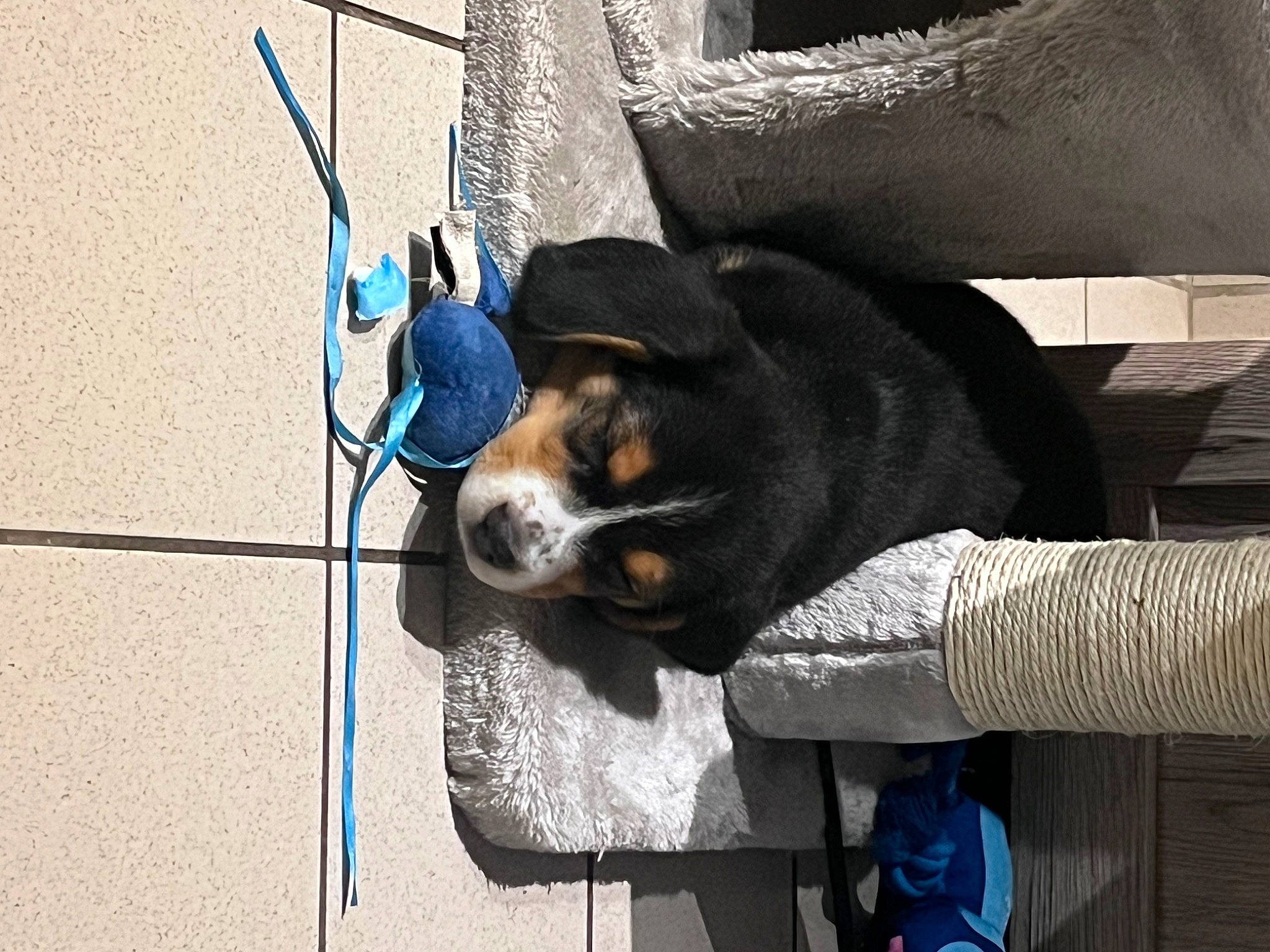 Rockette a rejoint le concours — aidez-le/la à gagner de superbes lots ! automotive_lighting, blue, canidae, carnivore, companion_dog, concrete, denim, dog, dog_breed, electric_blue, eyewear, metal, shadow, sitting, snout, sporting_group, sunglasses, tail, vehicle_door