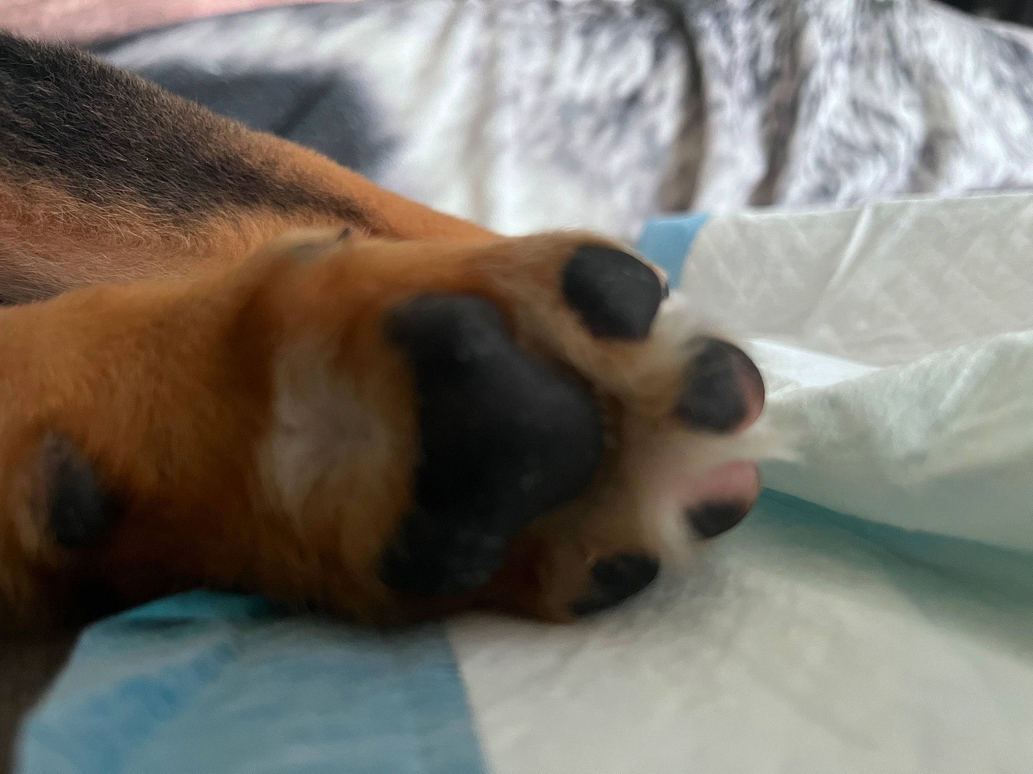 Rockette participe au concours pour gagner de l'argent avec cette photo : canidae, carnivore, comfort, companion_dog, corgi_chihuahua, dog, dog_breed, fawn, fur, linens, non_sporting_group, paw, puppy, sporting_group, tail, terrestrial_animal, whiskers, working_animal