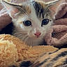 adorable, animal, bed, blanket, blue_eyes, cat, close_up, cozy, curious, ears, face, feline, indoors, kitten, orange_fur, pet, pink_nose, portrait, whiskers, white_fur