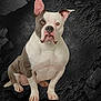 animal, bostonbull, boxer, bulldog, canine, dog, face, frenchbulldog, head, person, pet, photography, pitbull, portrait, puppy, rock, snout, whitedog