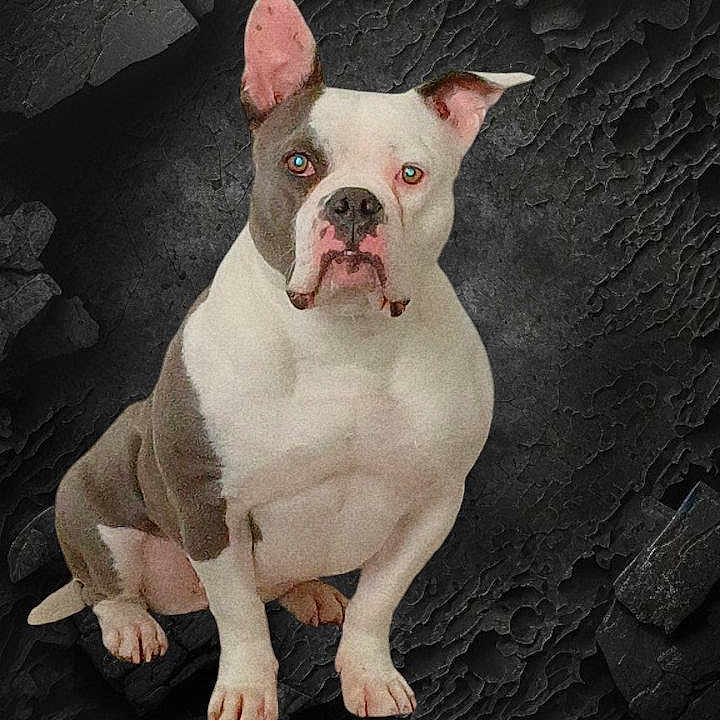 Bulma a rejoint le concours — aidez-le/la à gagner de superbes lots ! animal, bostonbull, boxer, bulldog, canine, dog, face, frenchbulldog, head, person, pet, photography, pitbull, portrait, puppy, rock, snout, whitedog