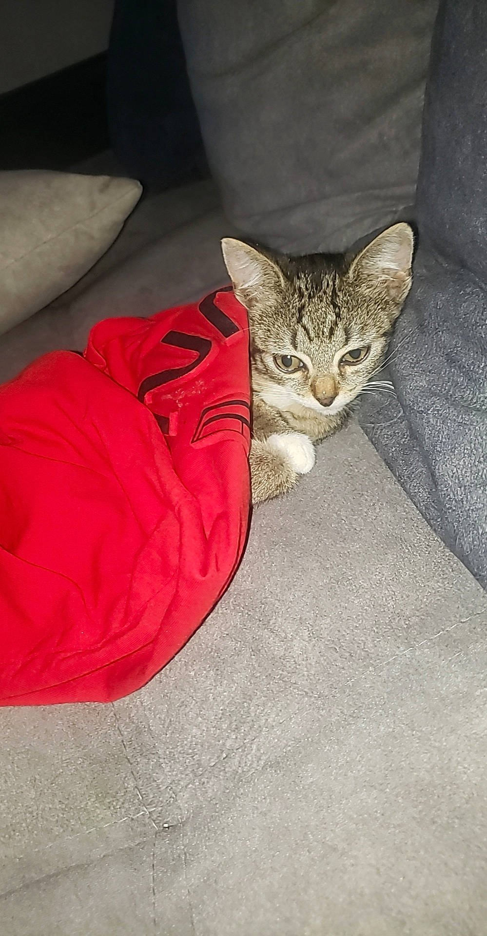 Loulou a rejoint le concours — aidez-le/la à gagner de superbes lots ! carmine, carnivore, cat, claw, comfort, domestic_short_haired_cat, eye, fawn, felidae, fur, human_leg, leg, linens, paw, pillow, sitting, small_to_medium_sized_cats, snout, tail, whiskers