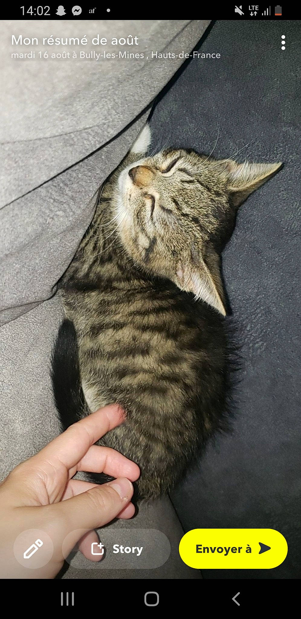 Loulou participe au concours pour gagner de l'argent avec cette photo : carnivore, cat, claw, domestic_short_haired_cat, felidae, fur, gesture, nail, paw, small_to_medium_sized_cats, snout, tail, terrestrial_animal, whiskers