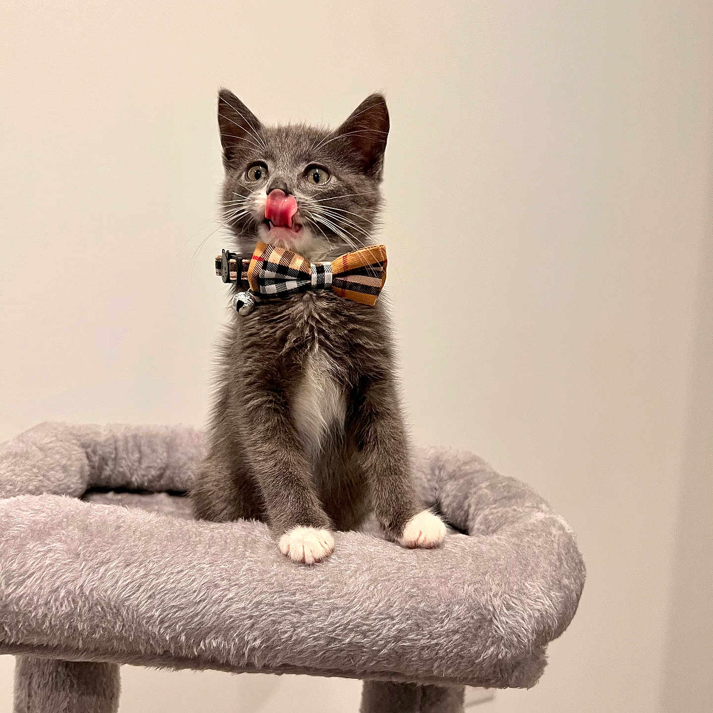 Sage joined the competition — help win amazing prizes! abyssinian, accessories, animal, bodypart, cat, chair, couch, egyptiancat, finger, furniture, hand, kitten, manx, mouth, person, pet, strap, teeth, tongue, wood