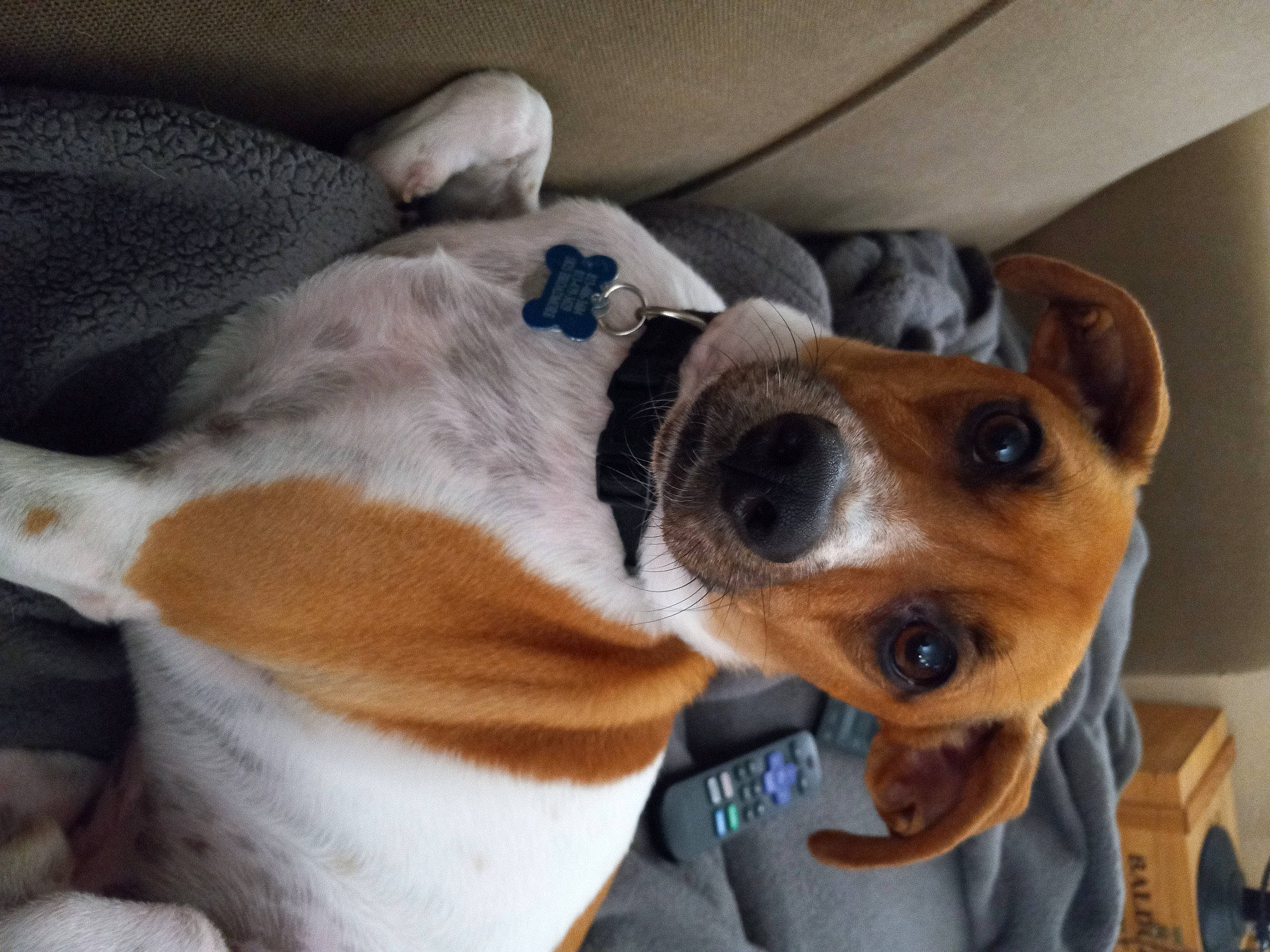 Ollie is registered to the contest to win money with this photo: canidae, carnivore, collar, comfort, companion_dog, dog, dog_breed, dog_collar, dog_supply, ear, eyewear, fawn, fur, scent_hound, snout, sporting_group, sunglasses, whiskers, working_animal