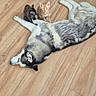 animal, canine, cat, companions, curious, cute, dog, domestic, feline, floor, fur, husky, indoor, kitten, lying_down, pet, playful, relaxed, resting, wooden_floor