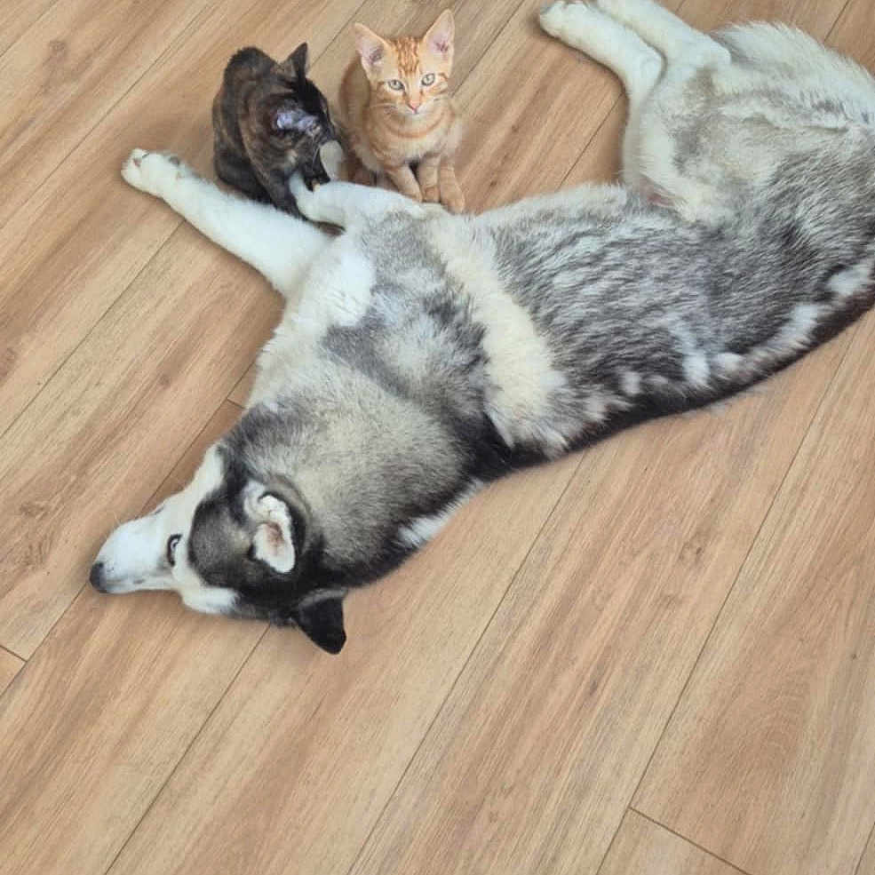 Husko Et Aki Nika a rejoint le concours — aidez-le/la à gagner de superbes lots ! husky, dog, cat, kitten, floor, wooden_floor, pet, animal, indoor, resting, lying_down, curious, feline, canine, domestic, companions, cute, fur, relaxed, playful