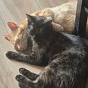 Aki Et Nika a rejoint le concours — aidez-le/la à gagner de superbes lots ! cat, cats, sleeping, napping, floor, wooden_floor, ginger_cat, tortoiseshell_cat, pets, animals, fur, cute, cozy, resting, domestic_animal, indoor, closeup, two_animals, companion, relaxation