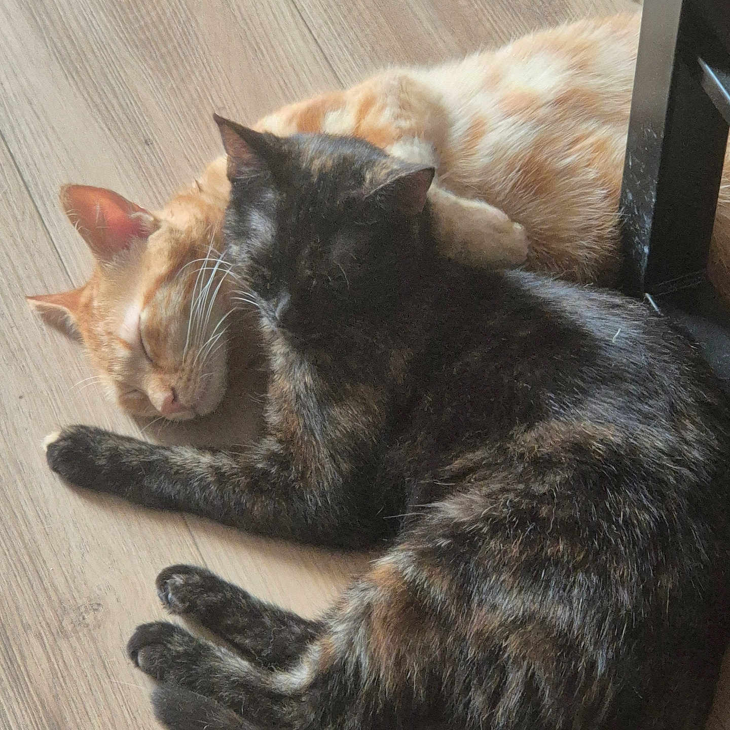 Aki Et Nika a rejoint le concours — aidez-le/la à gagner de superbes lots ! cat, cats, sleeping, napping, floor, wooden_floor, ginger_cat, tortoiseshell_cat, pets, animals, fur, cute, cozy, resting, domestic_animal, indoor, closeup, two_animals, companion, relaxation