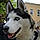 Husko