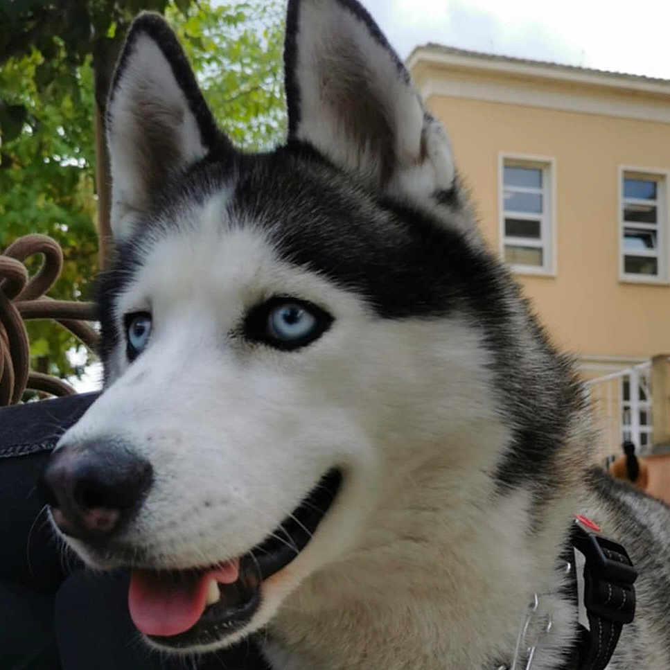 Husko