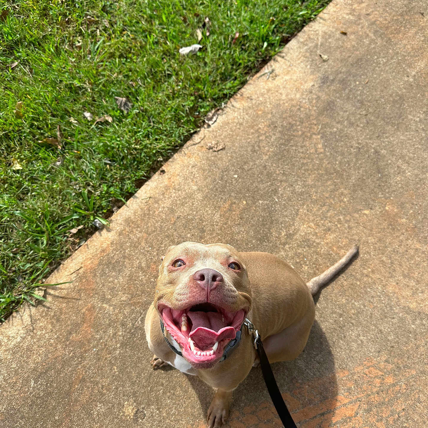 Phoebe joined the competition — help win amazing prizes! accessories, animal, bodypart, bulldog, canine, dog, grass, hound, lawn, leash, mouth, path, person, pet, pitbull, plant, puppy, sidewalk, strap, walkway