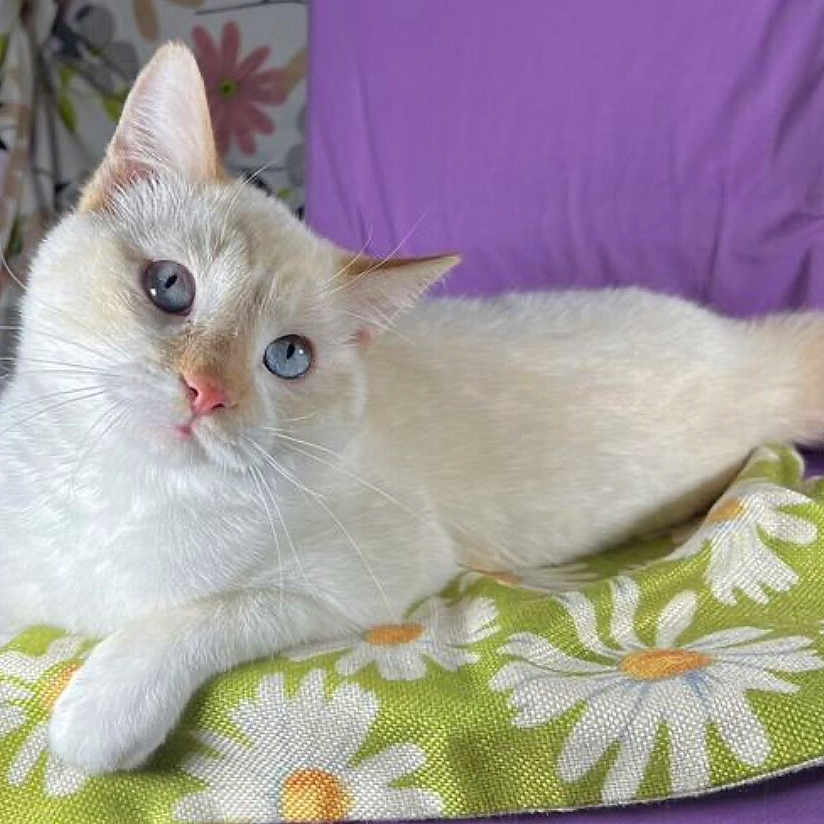 Peep is registered to the contest to win money with this photo: animal, blanket, blue_eyes, cat, cream_fur, curious, cute, daisy_pattern, domestic_cat, feline, fluffy, green_blanket, indoor, lounging, pet, portrait, purple_background, relaxed, soft_fur, whiskers