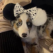 Pluto is registered to the contest to win money with this photo: animal, black_and_white, blanket, blue_eyes, bow, companion, couch, cozy, cute, dog, ears, face, fur, indoor, lying_down, pet, playful, polka_dot, pom_poms, relaxed