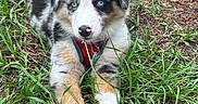Pluto joined the competition — help win amazing prizes! puppy, dog, australian_shepherd, grass, outdoor, pet, blue_eyes, fur, cute, animal, nature, lying_down, young, muzzle, ground, ears, collar, leash, playful, daylight