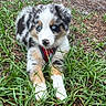 puppy, dog, australian_shepherd, grass, outdoor, pet, blue_eyes, fur, cute, animal, nature, lying_down, young, muzzle, ground, ears, collar, leash, playful, daylight