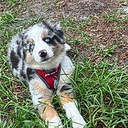 Pluto is registered to the contest to win money with this photo: puppy, dog, blue_eyes, red_harness, grass, outdoor, cute, fluffy, animal, pet, nature, young_dog, adorable, canine, fur, lying_down, head_tilt, portrait, playful, friendly