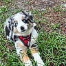 puppy, dog, blue_eyes, red_harness, grass, outdoor, cute, fluffy, animal, pet, nature, young_dog, adorable, canine, fur, lying_down, head_tilt, portrait, playful, friendly