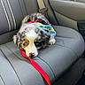 puppy, dog, car_seat, leash, harness, blue_eyes, fluffy, pet, animal, inside_car, gray_interior, resting, cute, young_dog, closeup, domestic_animal, seat_belt, colorful, red_leash, adorable
