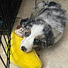 Pluto joined the competition — help win amazing prizes! puppy, dog, blue_eyes, fluffy, toy, banana_toy, plush, floor, tile_floor, cage, pet, cute, animal, indoor, young_dog, playful, resting, fur, snout, whiskers